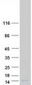 SPTSSB / C3orf57 Protein - Purified recombinant protein SPTSSB was analyzed by SDS-PAGE gel and Coomassie Blue Staining