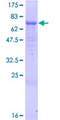 SQRDL Protein - 12.5% SDS-PAGE of human SQRDL stained with Coomassie Blue