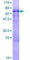 SR Protein / RNPS1 Protein - 12.5% SDS-PAGE of human RNPS1 stained with Coomassie Blue