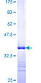 SR Protein / RNPS1 Protein - 12.5% SDS-PAGE Stained with Coomassie Blue.