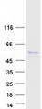 SR Protein / RNPS1 Protein - Purified recombinant protein RNPS1 was analyzed by SDS-PAGE gel and Coomassie Blue Staining