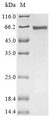 SRF / Serum Response Factor Protein - (Tris-Glycine gel) Discontinuous SDS-PAGE (reduced) with 5% enrichment gel and 15% separation gel.