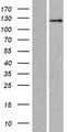 SRGAP2 Protein - Western validation with an anti-DDK antibody * L: Control HEK293 lysate R: Over-expression lysate