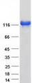 SRGAP2 Protein - Purified recombinant protein SRGAP2 was analyzed by SDS-PAGE gel and Coomassie Blue Staining