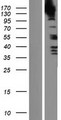 SRGAP3 Protein - Western validation with an anti-DDK antibody * L: Control HEK293 lysate R: Over-expression lysate