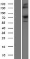 SRP68 Protein - Western validation with an anti-DDK antibody * L: Control HEK293 lysate R: Over-expression lysate