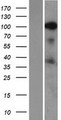 SRRM1 Protein - Western validation with an anti-DDK antibody * L: Control HEK293 lysate R: Over-expression lysate
