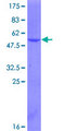 SRSF3 / SRP20 Protein - 12.5% SDS-PAGE of human SFRS3 stained with Coomassie Blue