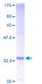 SS18L2 Protein - 12.5% SDS-PAGE of human SS18L2 stained with Coomassie Blue