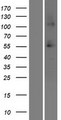 SSC4D / SRCRB4D Protein - Western validation with an anti-DDK antibody * L: Control HEK293 lysate R: Over-expression lysate