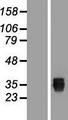 SSMEM1 / C7orf45 Protein - Western validation with an anti-DDK antibody * L: Control HEK293 lysate R: Over-expression lysate