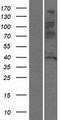 SSUH2 / C3orf32 Protein - Western validation with an anti-DDK antibody * L: Control HEK293 lysate R: Over-expression lysate