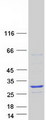 SSX3 Protein - Purified recombinant protein SSX3 was analyzed by SDS-PAGE gel and Coomassie Blue Staining