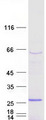SSX3 Protein - Purified recombinant protein SSX3 was analyzed by SDS-PAGE gel and Coomassie Blue Staining