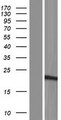 SSX5 Protein - Western validation with an anti-DDK antibody * L: Control HEK293 lysate R: Over-expression lysate