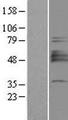 ST3GAL1 Protein - Western validation with an anti-DDK antibody * L: Control HEK293 lysate R: Over-expression lysate