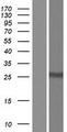ST6GALNAC4 Protein - Western validation with an anti-DDK antibody * L: Control HEK293 lysate R: Over-expression lysate