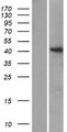 ST8SIA6 Protein - Western validation with an anti-DDK antibody * L: Control HEK293 lysate R: Over-expression lysate