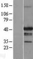STAC Protein - Western validation with an anti-DDK antibody * L: Control HEK293 lysate R: Over-expression lysate