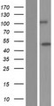 STAC3 Protein - Western validation with an anti-DDK antibody * L: Control HEK293 lysate R: Over-expression lysate