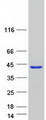 STARD10 Protein - Purified recombinant protein STARD10 was analyzed by SDS-PAGE gel and Coomassie Blue Staining