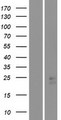 STARD4 Protein - Western validation with an anti-DDK antibody * L: Control HEK293 lysate R: Over-expression lysate