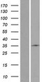STARD6 Protein - Western validation with an anti-DDK antibody * L: Control HEK293 lysate R: Over-expression lysate