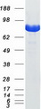 STAT1 Protein - Purified recombinant protein STAT1 was analyzed by SDS-PAGE gel and Coomassie Blue Staining
