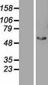STAU2 Protein - Western validation with an anti-DDK antibody * L: Control HEK293 lysate R: Over-expression lysate