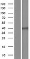 STBD1 Protein - Western validation with an anti-DDK antibody * L: Control HEK293 lysate R: Over-expression lysate