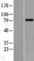 STON1 Protein - Western validation with an anti-DDK antibody * L: Control HEK293 lysate R: Over-expression lysate