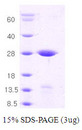 STX1A / Syntaxin 1A Protein
