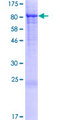STXBP3 Protein - 12.5% SDS-PAGE of human STXBP3 stained with Coomassie Blue