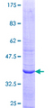 STXBP3 Protein - 12.5% SDS-PAGE Stained with Coomassie Blue.