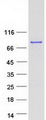 SUGP1 / SF4 Protein - Purified recombinant protein SUGP1 was analyzed by SDS-PAGE gel and Coomassie Blue Staining