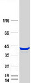 SUGT1 / SGT1 Protein - Purified recombinant protein SUGT1 was analyzed by SDS-PAGE gel and Coomassie Blue Staining