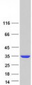 SULT1A2 / Sulfotransferase 1A2 Protein - Purified recombinant protein SULT1A2 was analyzed by SDS-PAGE gel and Coomassie Blue Staining