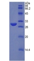 SUMF1 Protein - Recombinant Sulfatase Modifying Factor 1 By SDS-PAGE