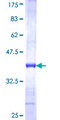 SUMF2 Protein - 12.5% SDS-PAGE Stained with Coomassie Blue.