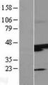 SUNC1 / SUN3 Protein - Western validation with an anti-DDK antibody * L: Control HEK293 lysate R: Over-expression lysate