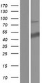 SURF6 Protein - Western validation with an anti-DDK antibody * L: Control HEK293 lysate R: Over-expression lysate