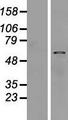 SUSD4 Protein - Western validation with an anti-DDK antibody * L: Control HEK293 lysate R: Over-expression lysate