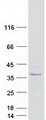 SUSD6 / KIAA0247 Protein - Purified recombinant protein SUSD6 was analyzed by SDS-PAGE gel and Coomassie Blue Staining