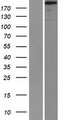 SVIL / Supervillin Protein - Western validation with an anti-DDK antibody * L: Control HEK293 lysate R: Over-expression lysate