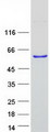 SYAP1 Protein - Purified recombinant protein SYAP1 was analyzed by SDS-PAGE gel and Coomassie Blue Staining