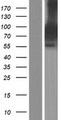 SYBU Protein - Western validation with an anti-DDK antibody * L: Control HEK293 lysate R: Over-expression lysate