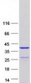 SYCE1L Protein - Purified recombinant protein SYCE1L was analyzed by SDS-PAGE gel and Coomassie Blue Staining