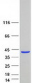 SYCE2 Protein - Purified recombinant protein SYCE2 was analyzed by SDS-PAGE gel and Coomassie Blue Staining