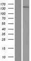 SYDE2 Protein - Western validation with an anti-DDK antibody * L: Control HEK293 lysate R: Over-expression lysate