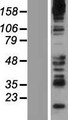 SYNJ2 / Synaptojanin 2 Protein - Western validation with an anti-DDK antibody * L: Control HEK293 lysate R: Over-expression lysate